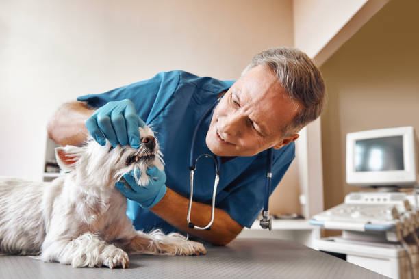 Best Dental Abscess Treatment in Ocala Estates, FL